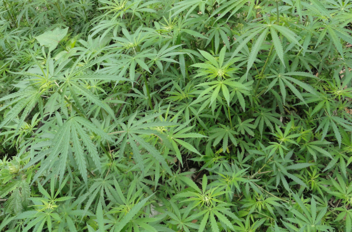 Die Realität des Hypes um Hanf und Cannabis sativa