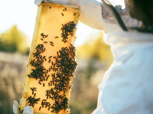 Die Hochzeitsreisenden: Eine Geschichte des Honigs und seine